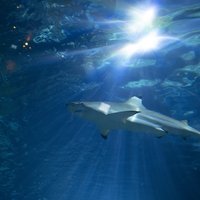 requin-dans-l-aquarium(1)
