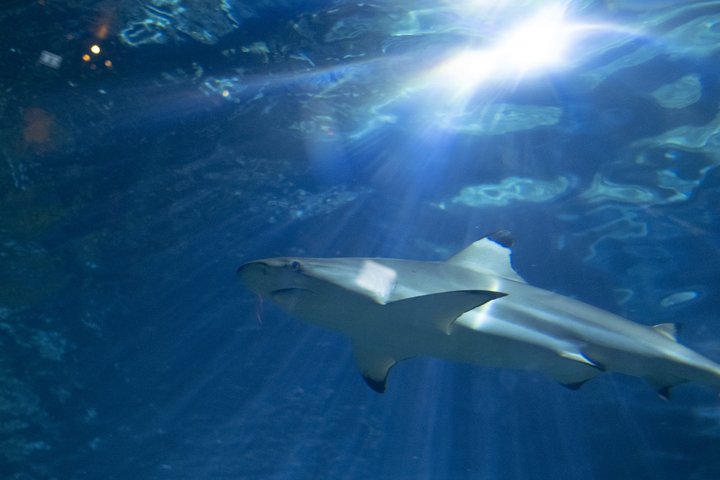 requin-dans-l-aquarium(1)